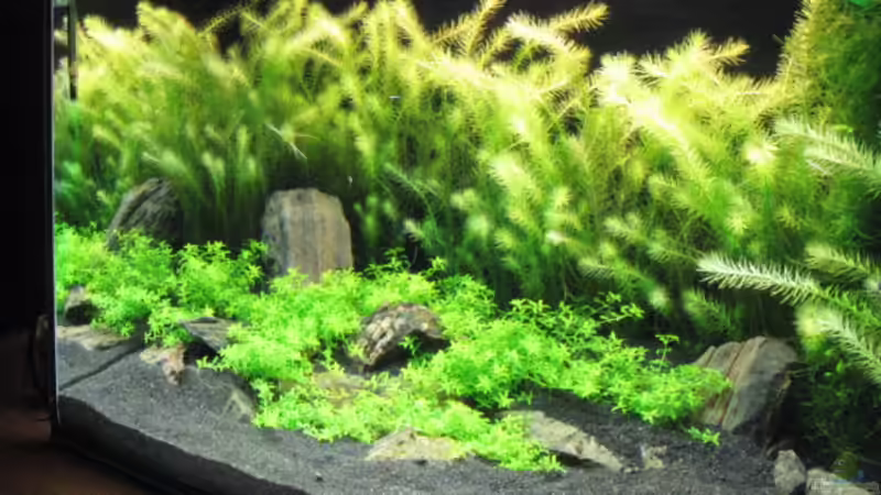 Aquarium Becken 5723 von Gerd Zimmermann (5)