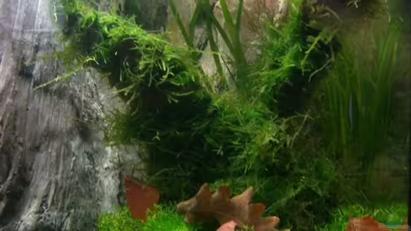 Aquarium Becken 5728 von PolenPete (2)