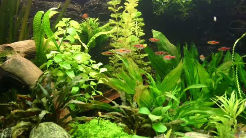 Aquarium Becken 5730 von Basti.hh (3)