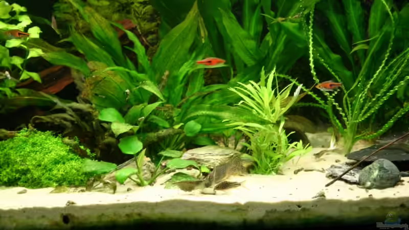 Aquarium Becken 5730 von Basti.hh (4)