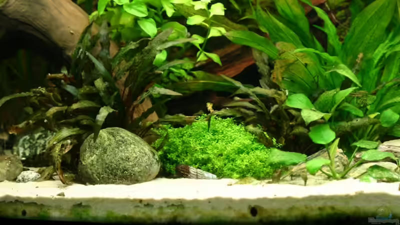 Aquarium Becken 5730 von Basti.hh (5)