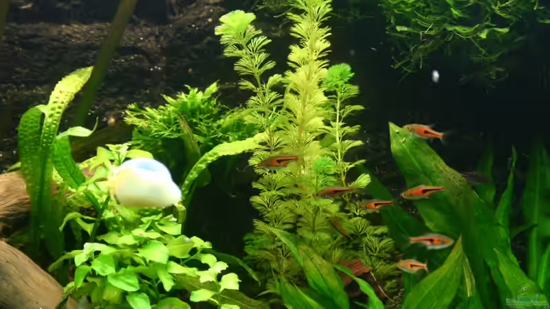 Aquarium Becken 5730 von Basti.hh (6)