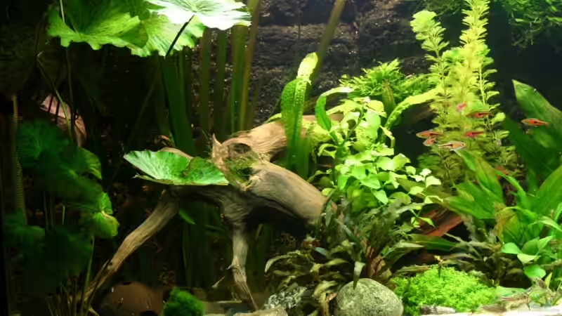 Aquarium Becken 5730 von Basti.hh (7)