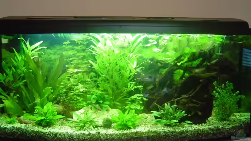 Aquarium Becken 5754 von Michel Seifert (2)