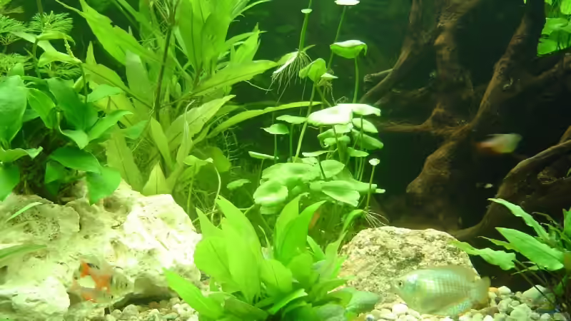 Aquarium Becken 5754 von Michel Seifert (3)