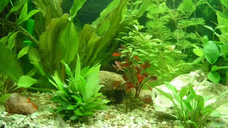 Aquarium Becken 5754 von Michel Seifert (4)