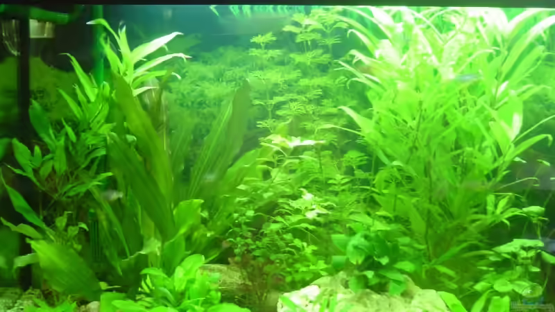 Aquarium Becken 5754 von Michel Seifert (5)