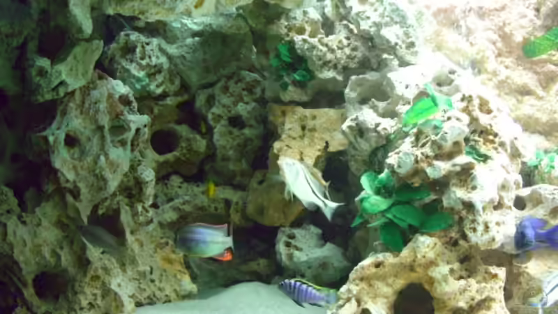 Aquarium Becken 5765 von Christof Brixner (5)