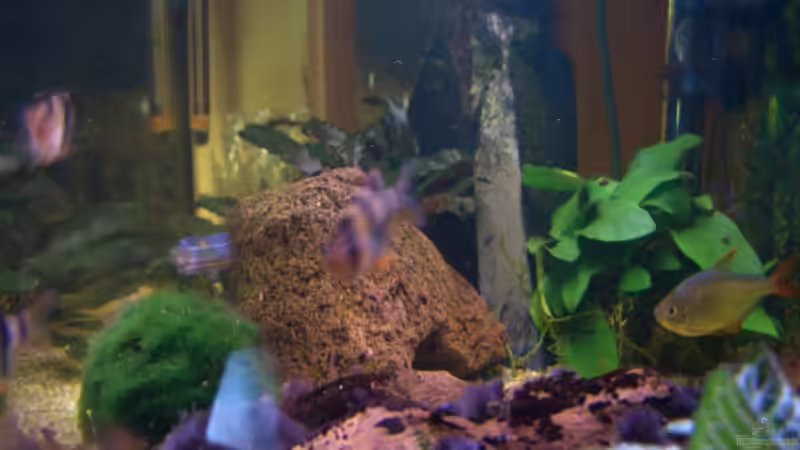 Aquarium Becken 5768 von Peter Brendel (2)