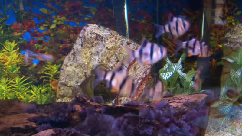 Aquarium Becken 5768 von Peter Brendel (3)