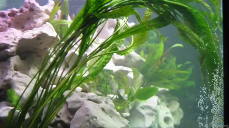 Aquarium Becken 5784 von Qthree (3)