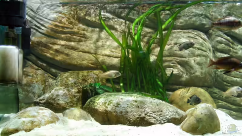 Aquarium Becken 5798 von Kay - Uwe Focke (2)