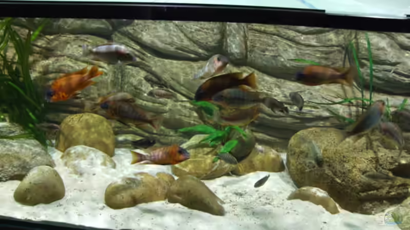 Aquarium Becken 5798 von Kay - Uwe Focke (3)