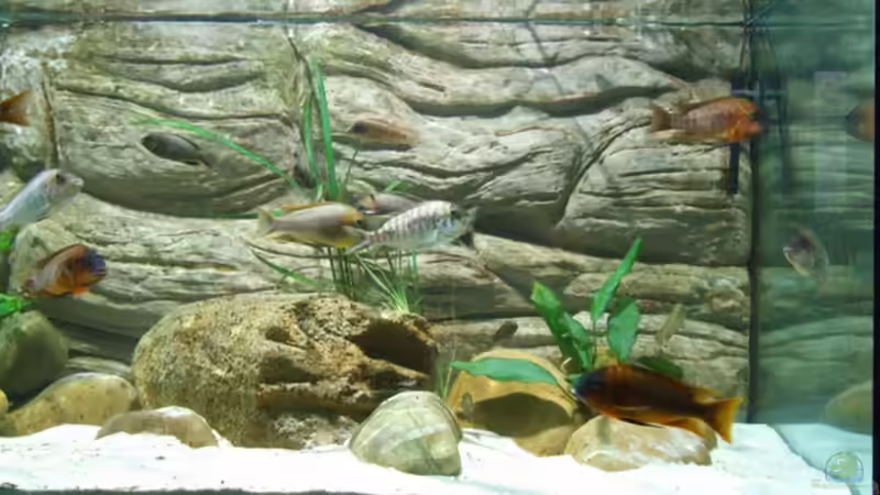 Aquarium Becken 5798 von Kay - Uwe Focke (4)