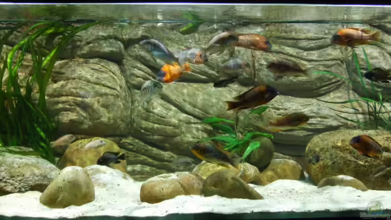 Aquarium Becken 5798 von Kay - Uwe Focke (6)