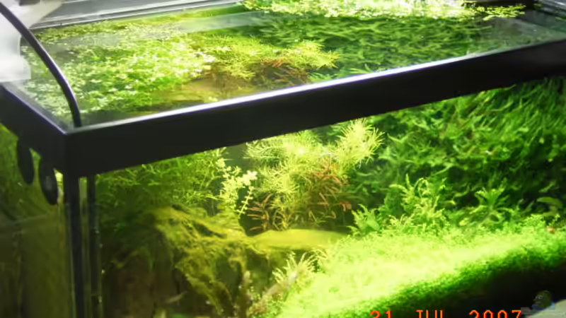 Aquarium Becken 5799 von Peter Klemm (5)