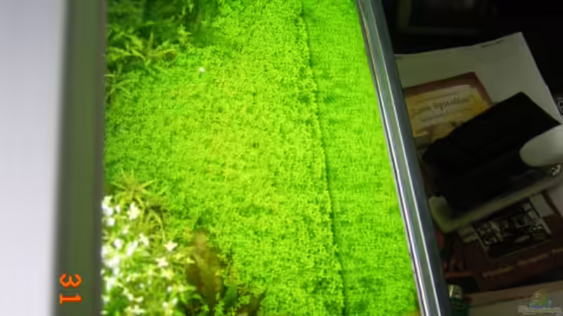 Aquarium Becken 5799 von Peter Klemm (7)