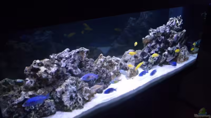 Aquarium Becken 5801 von Claudio Müller (2)