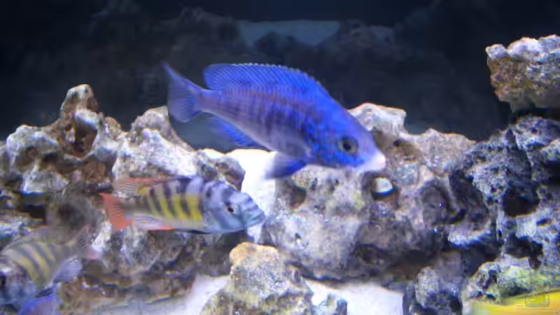 Aquarium Becken 5801 von Claudio Müller (3)