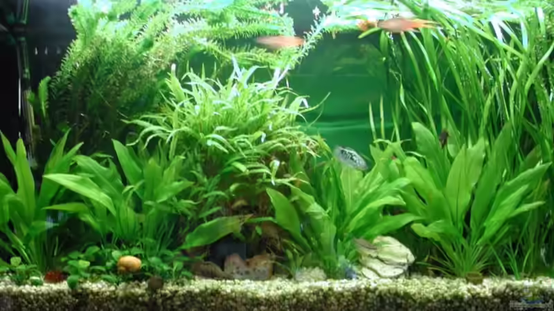 Aquarium Becken 5803 von Elke Loesch (2)