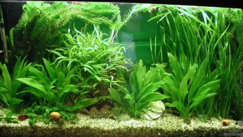 Aquarium Becken 5803 von Elke Loesch (3)