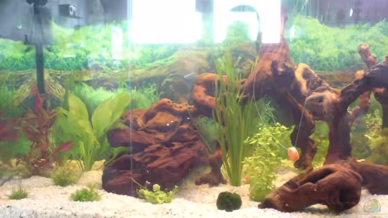 Aquarium Becken 5826 von Tobias Friese (2)