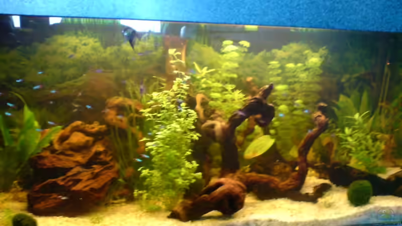 Aquarium Becken 5826 von Tobias Friese (3)