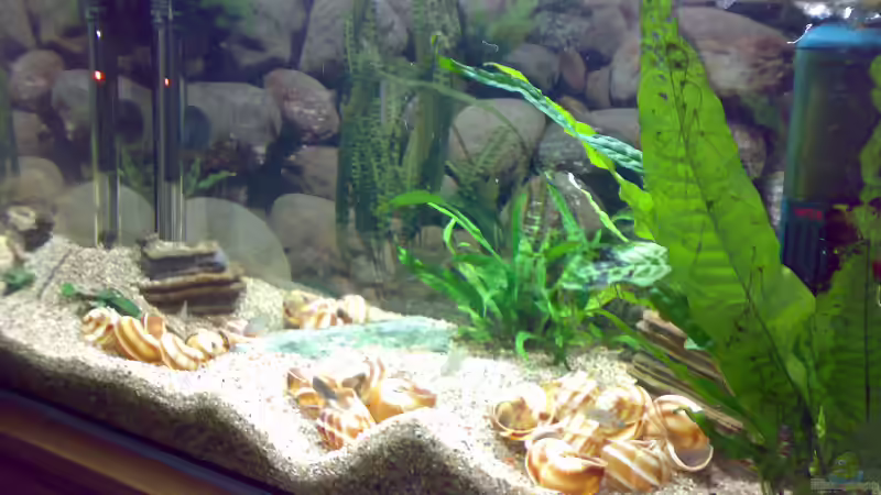 Aquarium Becken 5850 von Carsten Stange (2)