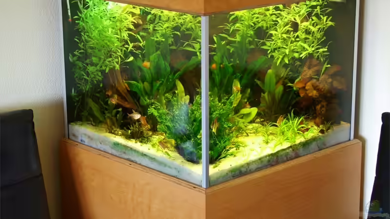 Aquarium Becken 5860 von Ulrich Corsten (2)
