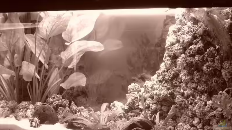 Aquarium Becken 5862 von Thomas Kuban (2)