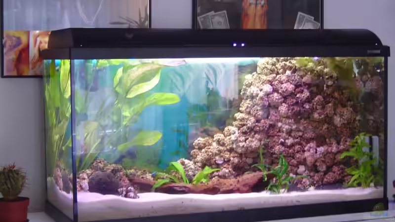 Aquarium Becken 5862 von Thomas Kuban (4)