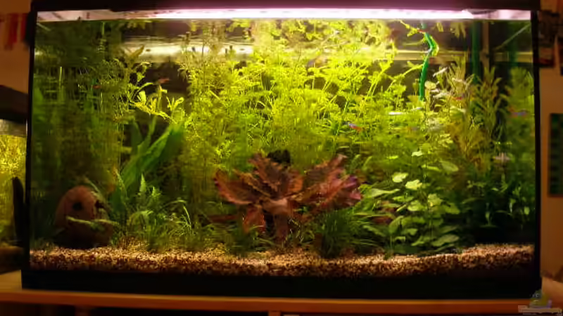 Aquarium Becken 5876 von Felix Bier (3)