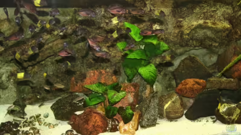 Aquarium Becken 588 von Katrin Rätz (3)