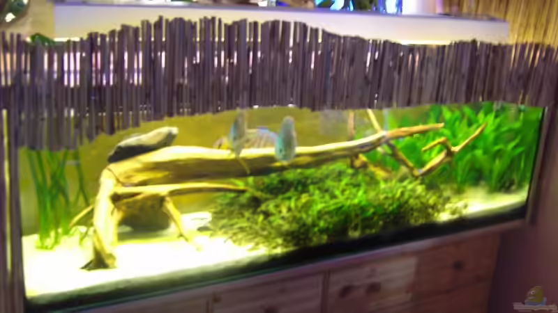 Aquarium Becken 5883 von Peggy Findeisen (2)