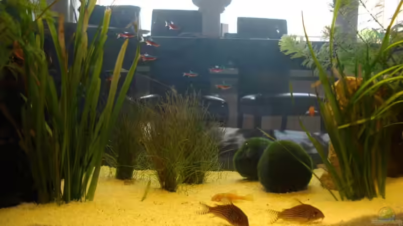 Aquarium Becken 5884 von Sven Hönecke (2)