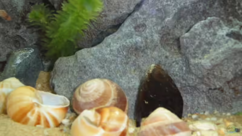 Aquarium Becken 5888 von Franz König (2)