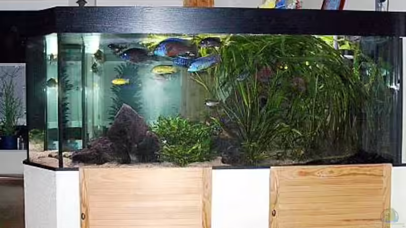 Aquarium Becken 589 von Ingo Bertelmann (2)