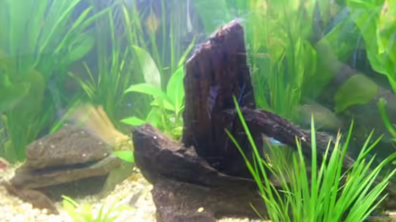 Aquarium Becken 5893 von Thomas Hauschildt (2)