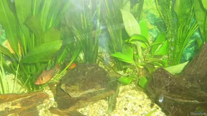 Aquarium Becken 5893 von Thomas Hauschildt (3)