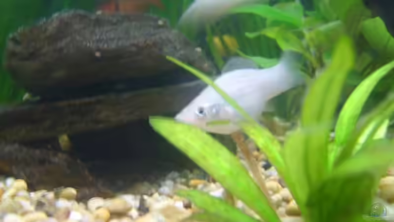 Aquarium Becken 5893 von Thomas Hauschildt (6)