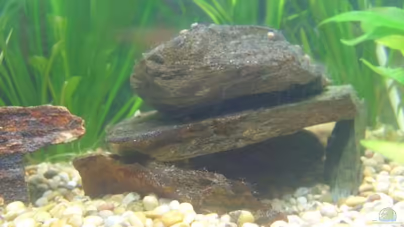 Aquarium Becken 5893 von Thomas Hauschildt (7)