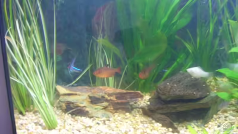 Aquarium Becken 5893 von Thomas Hauschildt (8)