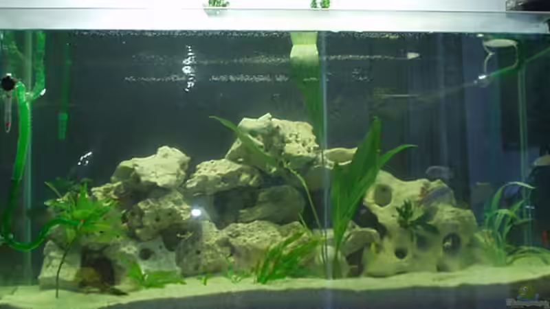 Aquarium Becken 59 von Rudolf Kiklin (2)