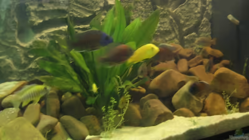 Aquarium Becken 5903 von Maurice Overheu & Dennis Klusmann (10)