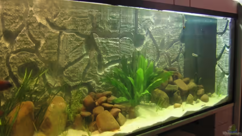 Aquarium Becken 5903 von Maurice Overheu & Dennis Klusmann (4)