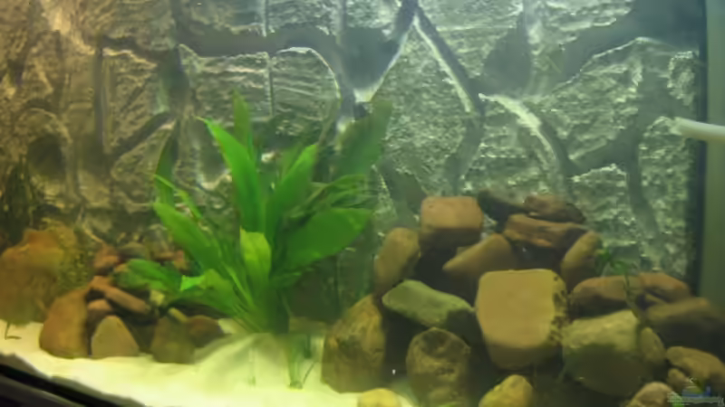 Aquarium Becken 5903 von Maurice Overheu & Dennis Klusmann (5)