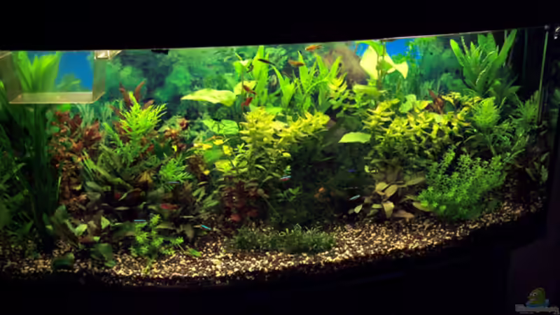 Aquarium Becken 5908 von Pandora Chase (2)