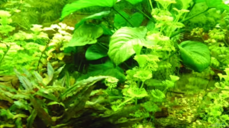 Aquarium Becken 5912 von Franziska Weinfurtner (2)