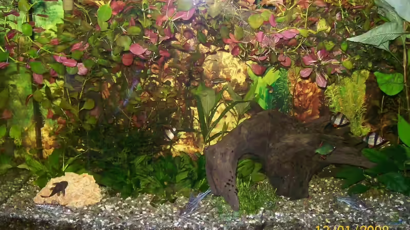 Aquarium Becken 5926 von Christian Wirth (3)