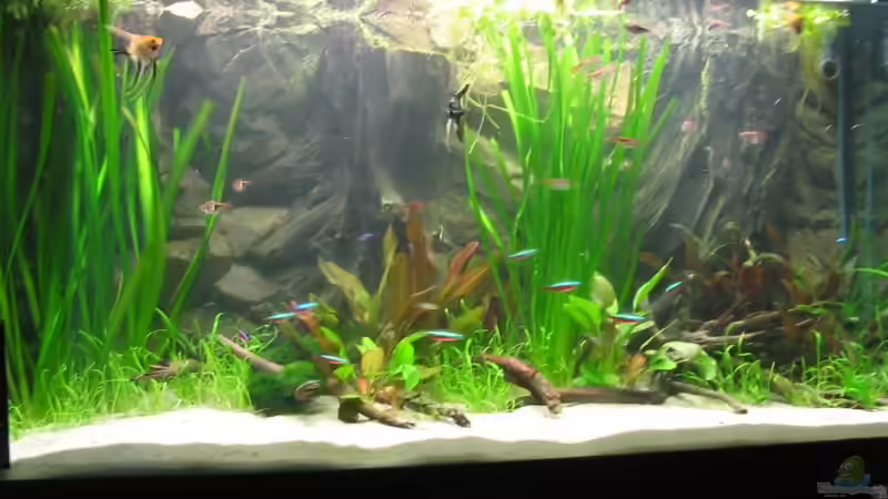 Aquarium Becken 5931 von Thorsten Makoschey (2)